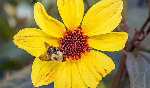 Bee in flower